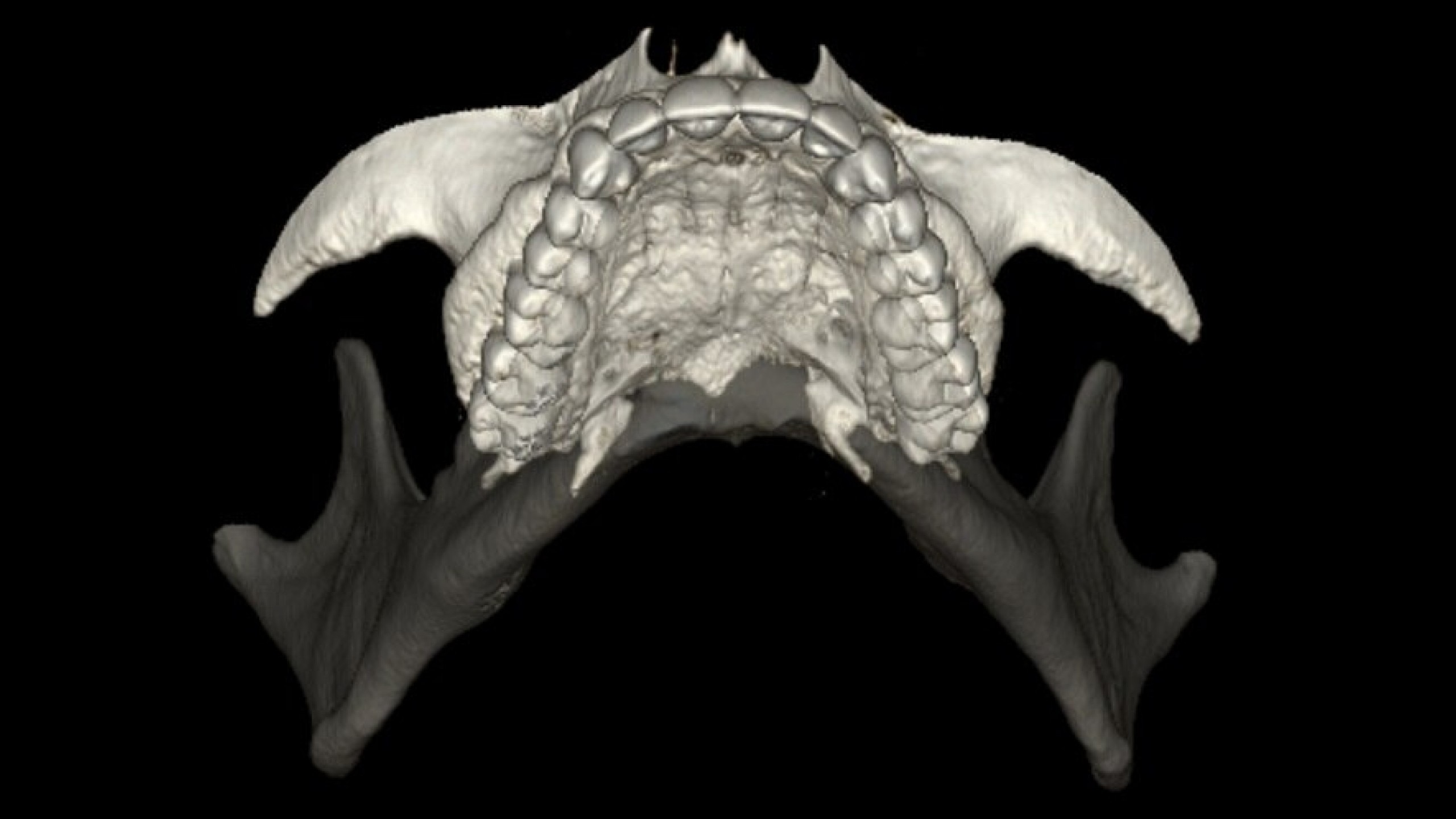 Product Media Carousel Image