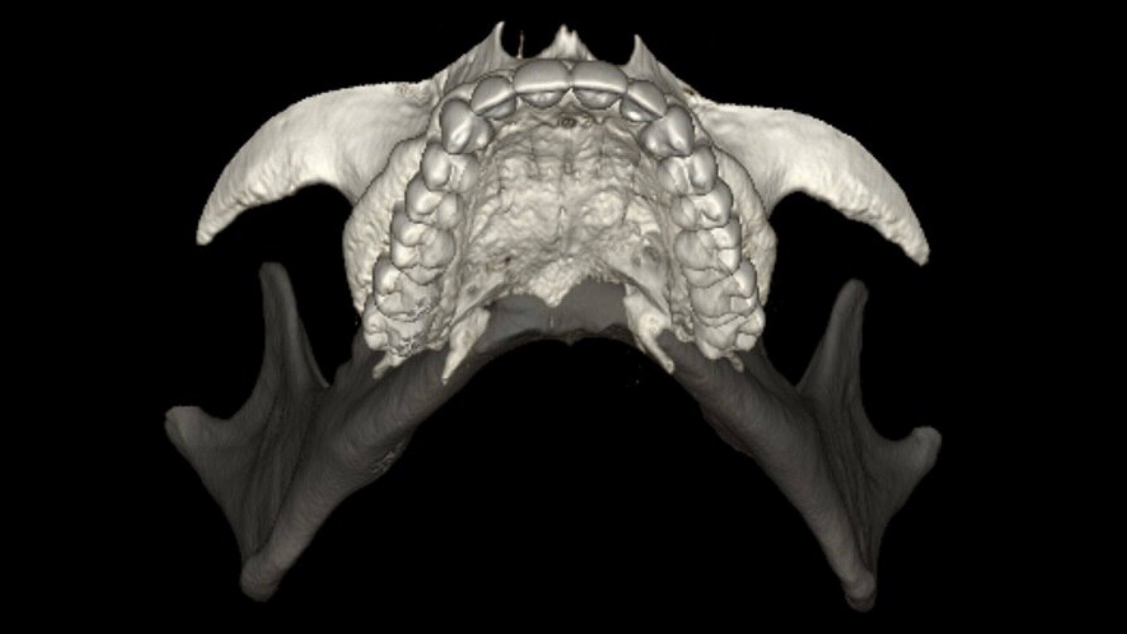 Product Media Carousel Image