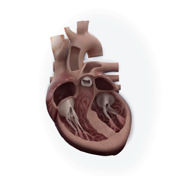 Heart